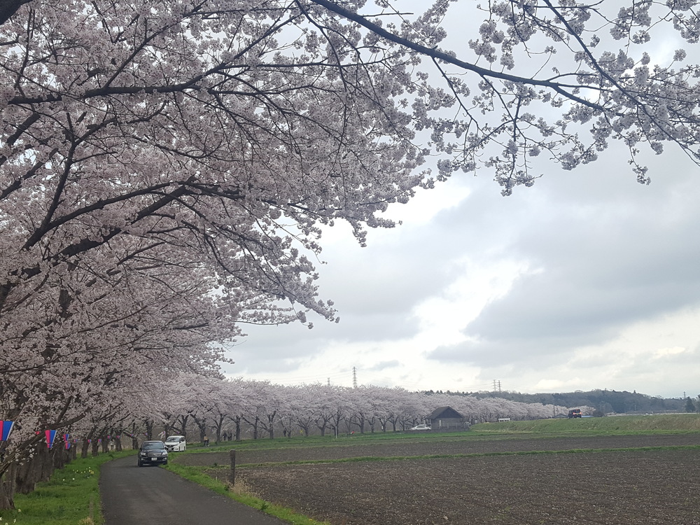 桜も楽しめる都幾川 嵐山ラン ランニングコース丨ラントリップ Runtrip