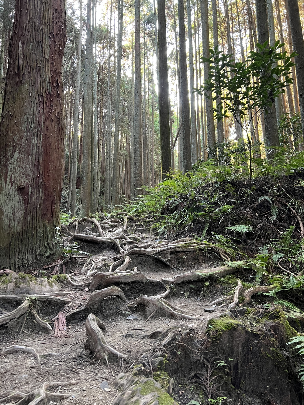 笠置〜東海自然歩道〜奈良公園30km超