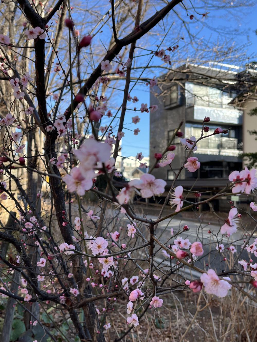 大宮氷川神社周辺4km