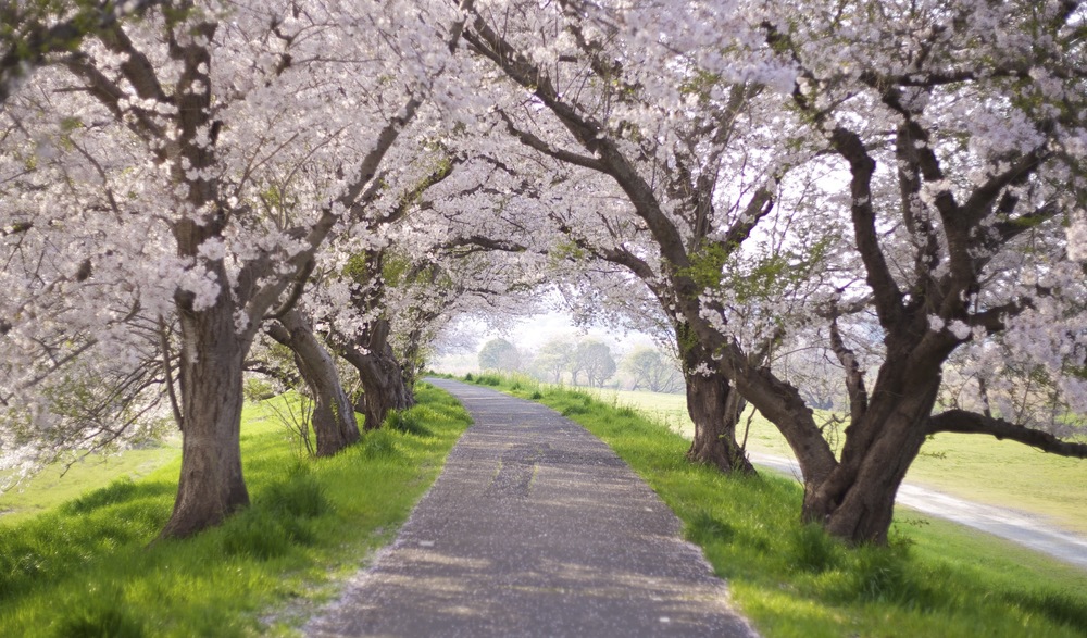 土浦 桜川の桜のトンネル ランニングコース丨ラントリップ Runtrip