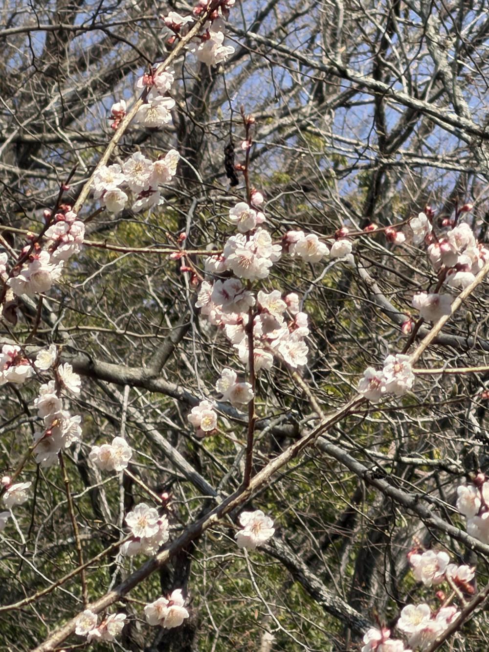 山道なんで、走れてません😓