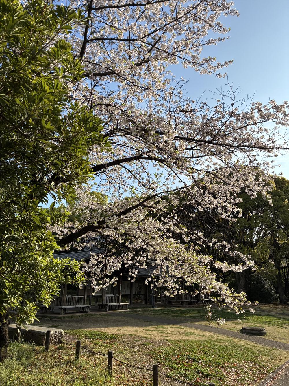 皇居1周のアレンジ版 9km