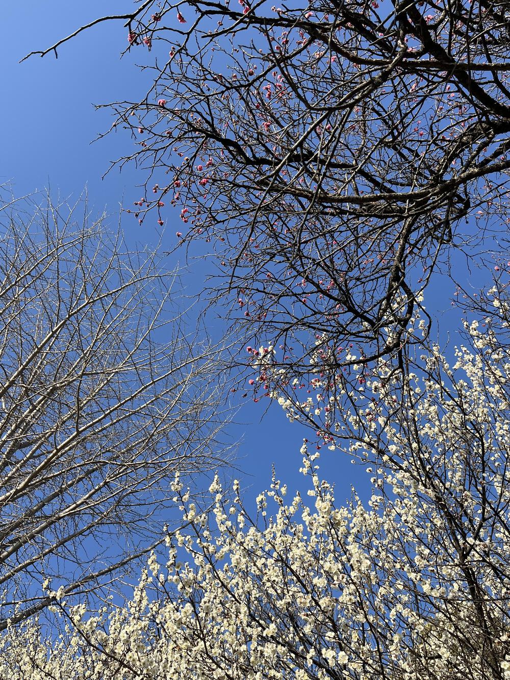 春が近いランニングコース