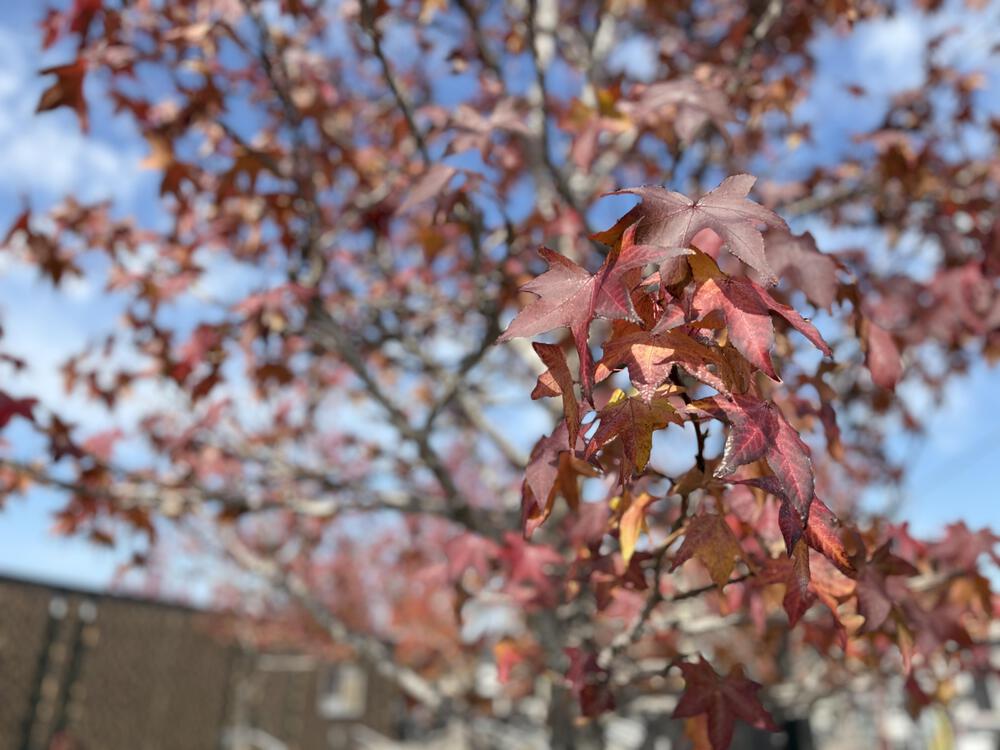 【1.8k 周回】岩倉公園・立命館大学いばらきキャンパス周回コース