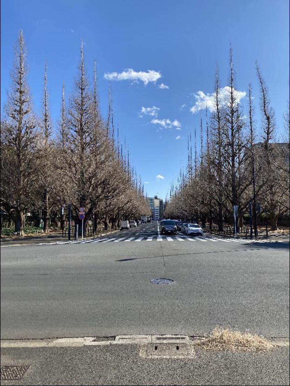 国立競技場、銀杏並木道、外苑周回路を走るコースです。