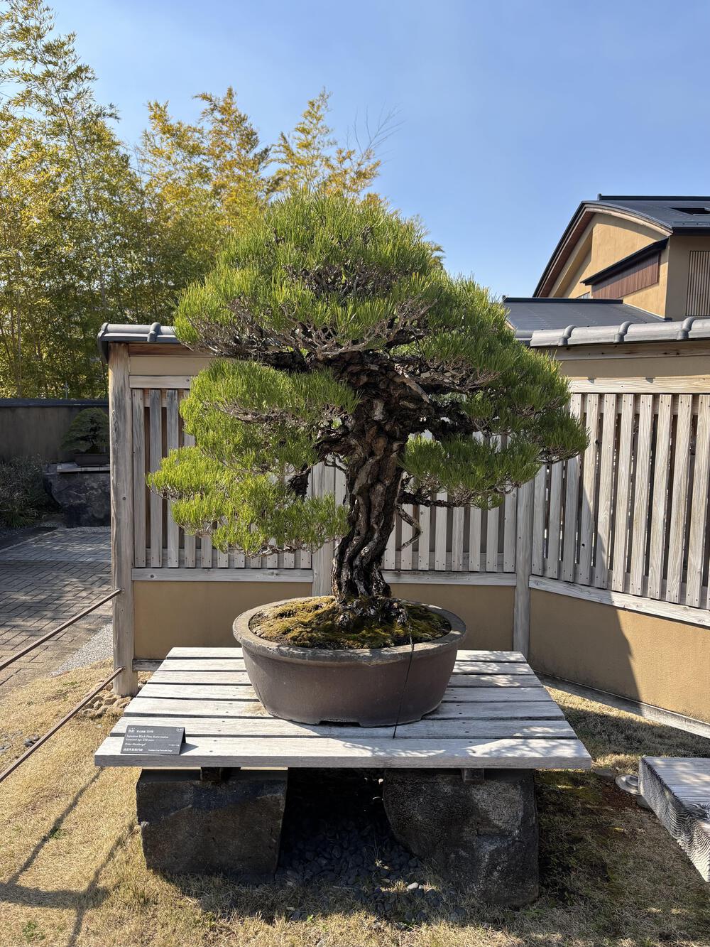 歌川広重と共にRUN 盆栽美術館