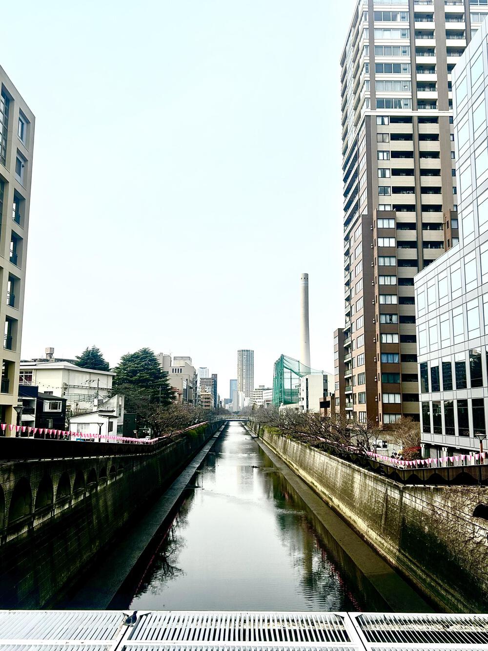 春に色めく目黒川沿い