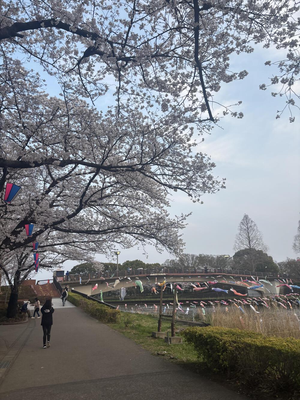 桜が綺麗🌸