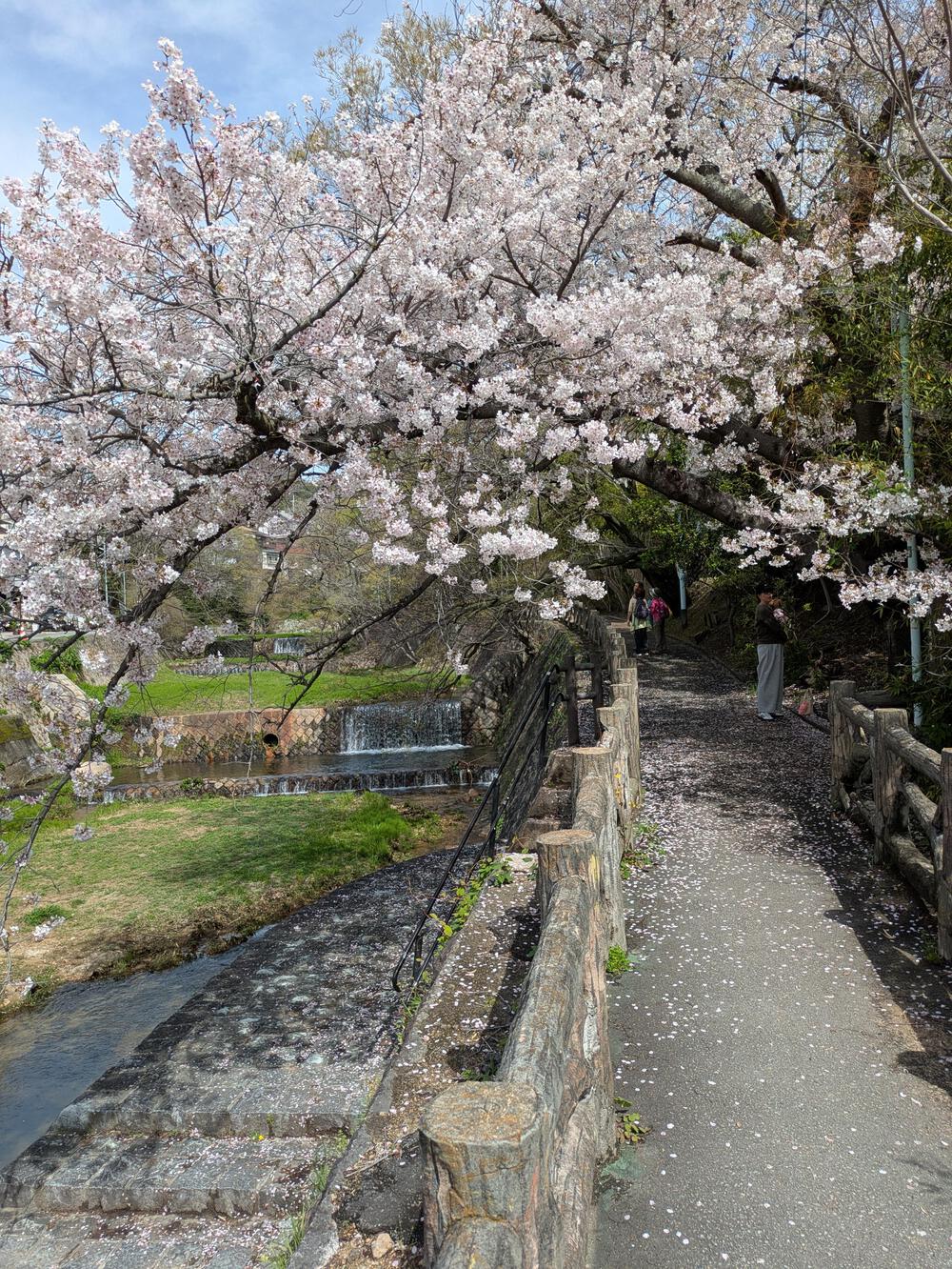 【西宮】桜のトンネルと絶景を欲張る！夙川リバーサイド＆パワースポットRUN