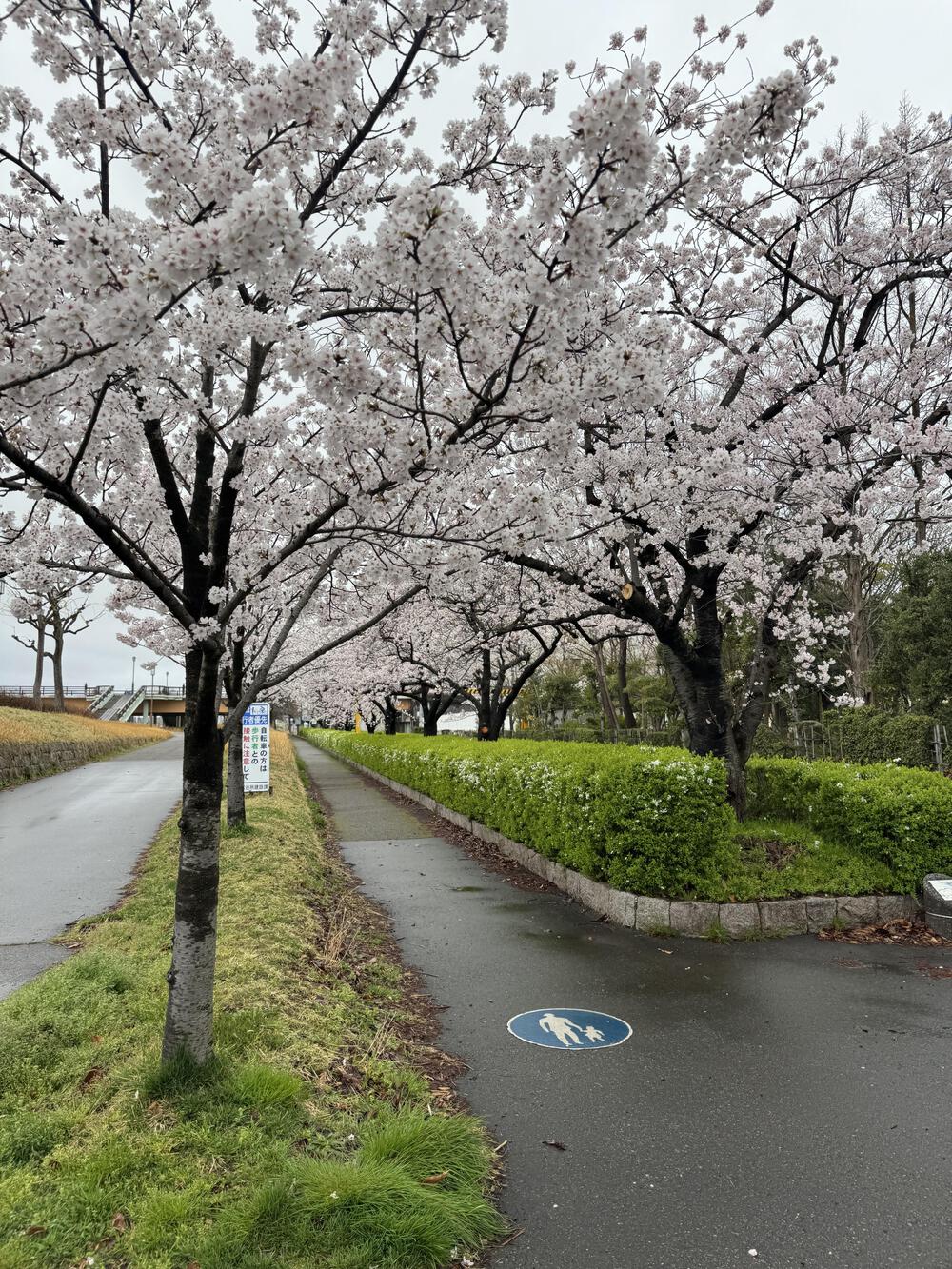 新潟シティ桜ラン