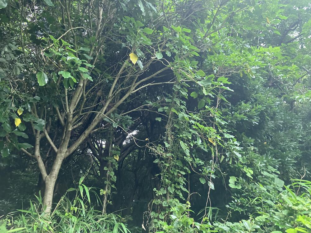 佐鳴湖1周＋‪α