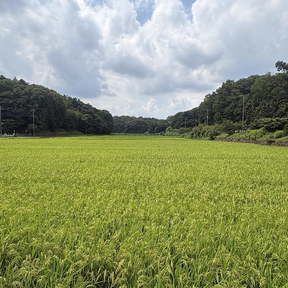 寺家ふるさと公園と王禅寺ふるさと公園