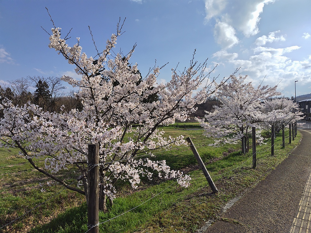 【標高差130m】山形市上山市ハーフ田園を駆け抜けろ