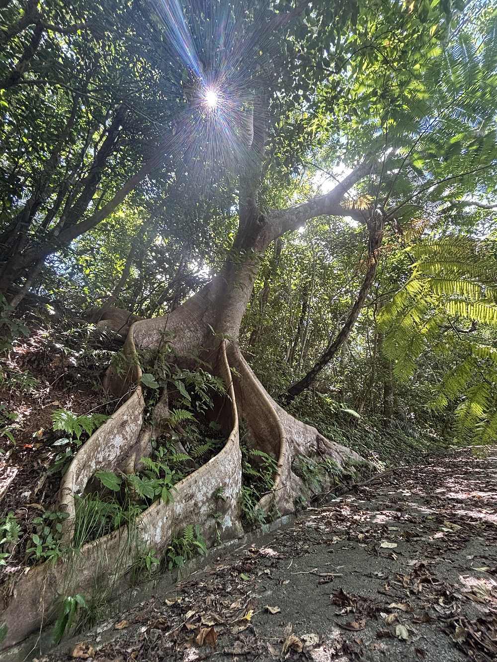 大地の力　自然最高