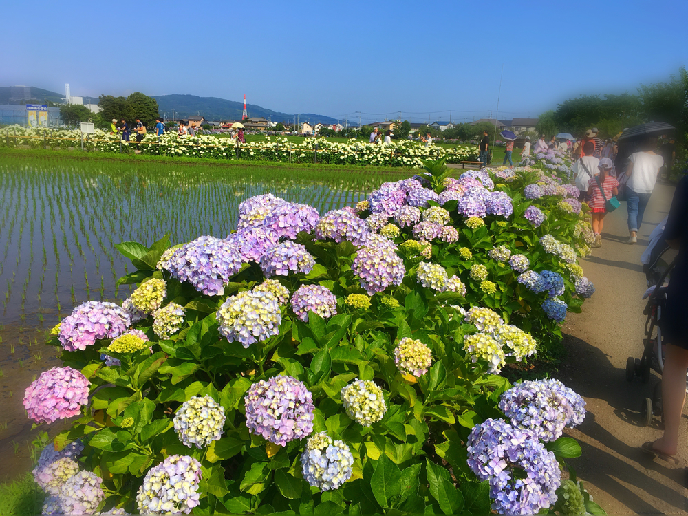 あじさいの里 神奈川県開成町 紫陽花ラン ランニングコース丨ラントリップ Runtrip