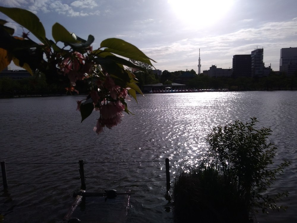 東京　上野公園　迷子ランの写真4