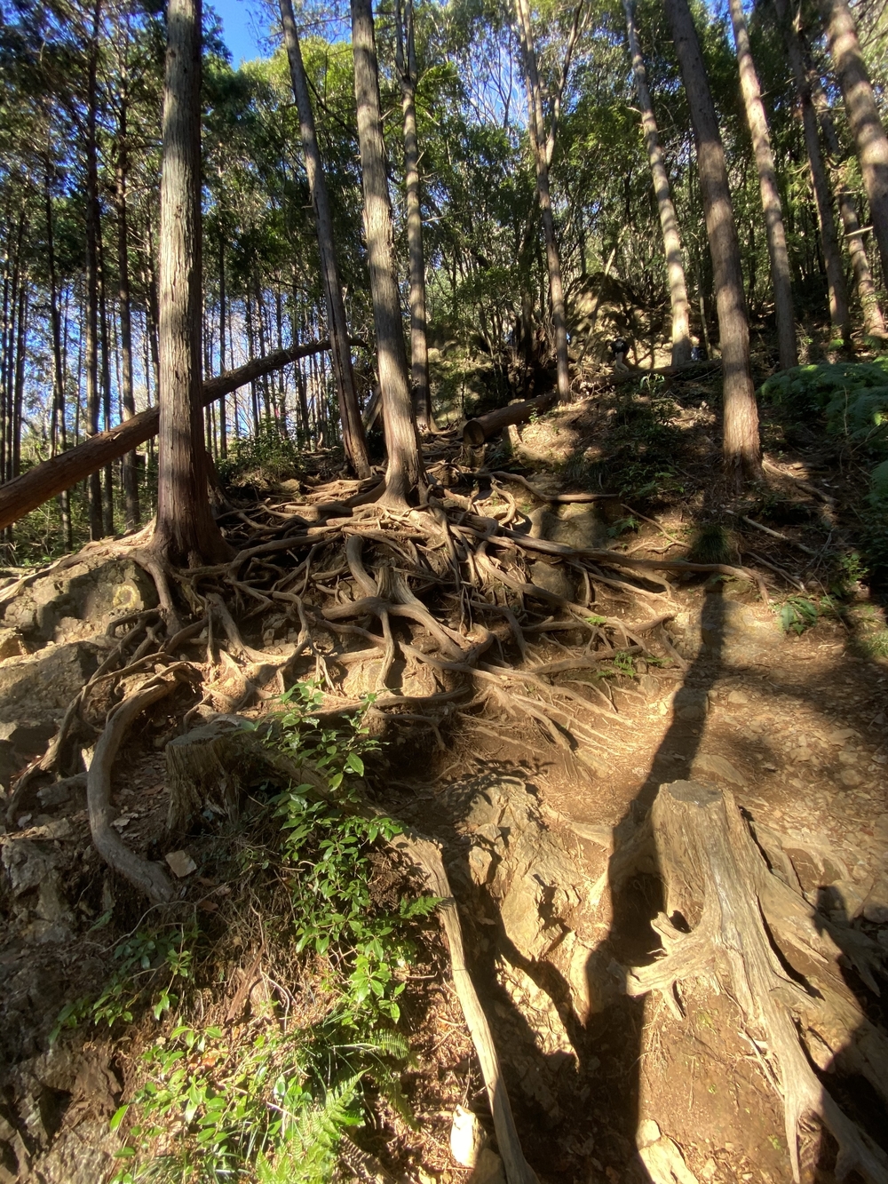 飯能【猪鍋】トレイルの写真3