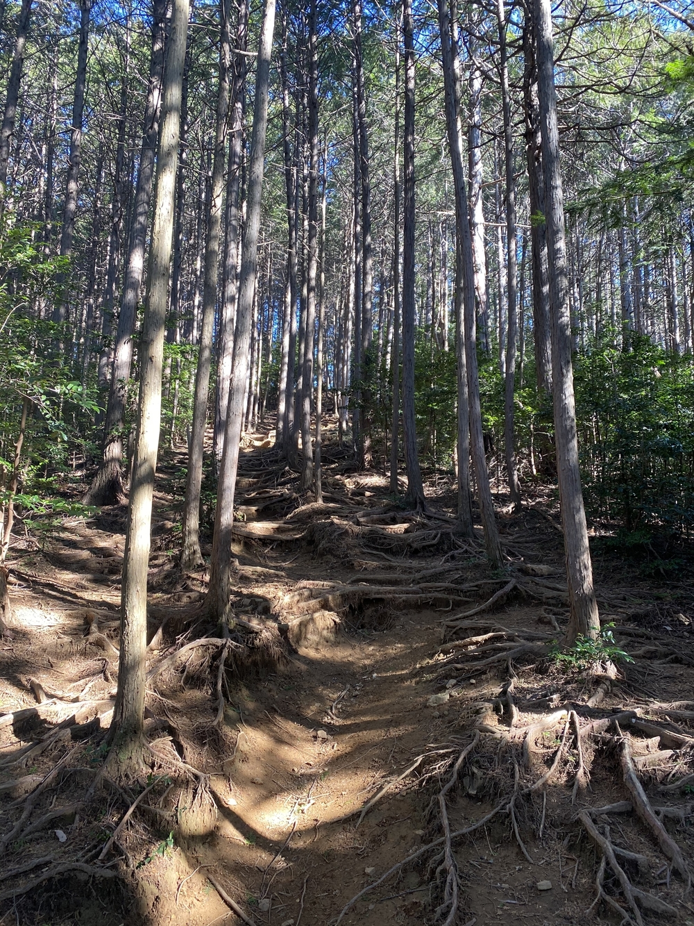 飯能【猪鍋】トレイルの写真5