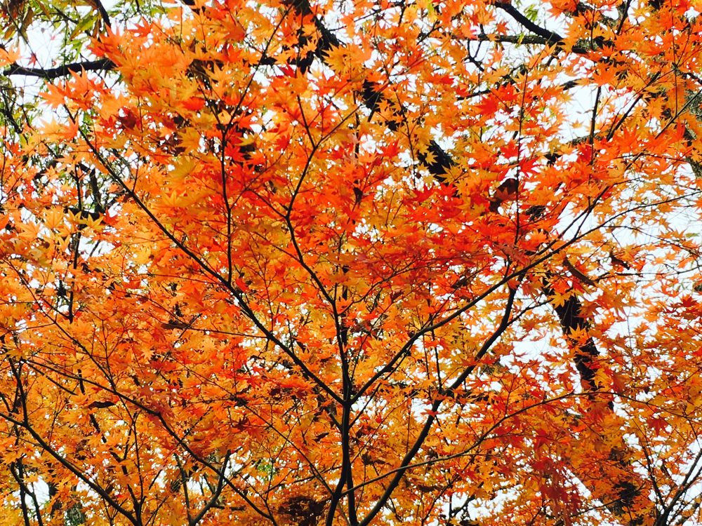 青海島最高峰高山トレランコースの写真4
