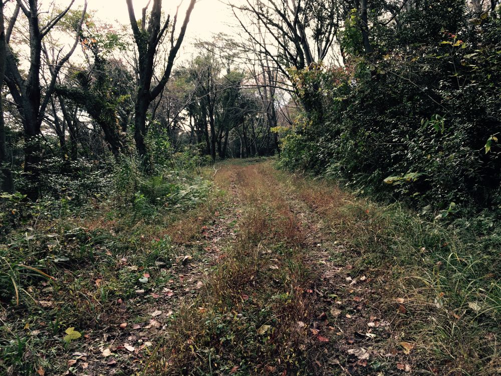 青海島最高峰高山トレランコースの写真5