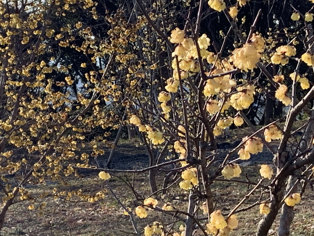 富士駅から岩本山公園まで 梅・桜を求めての往復14㎞コースの写真3