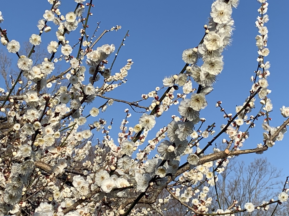 富士駅から岩本山公園まで 梅・桜を求めての往復14㎞コースの写真4