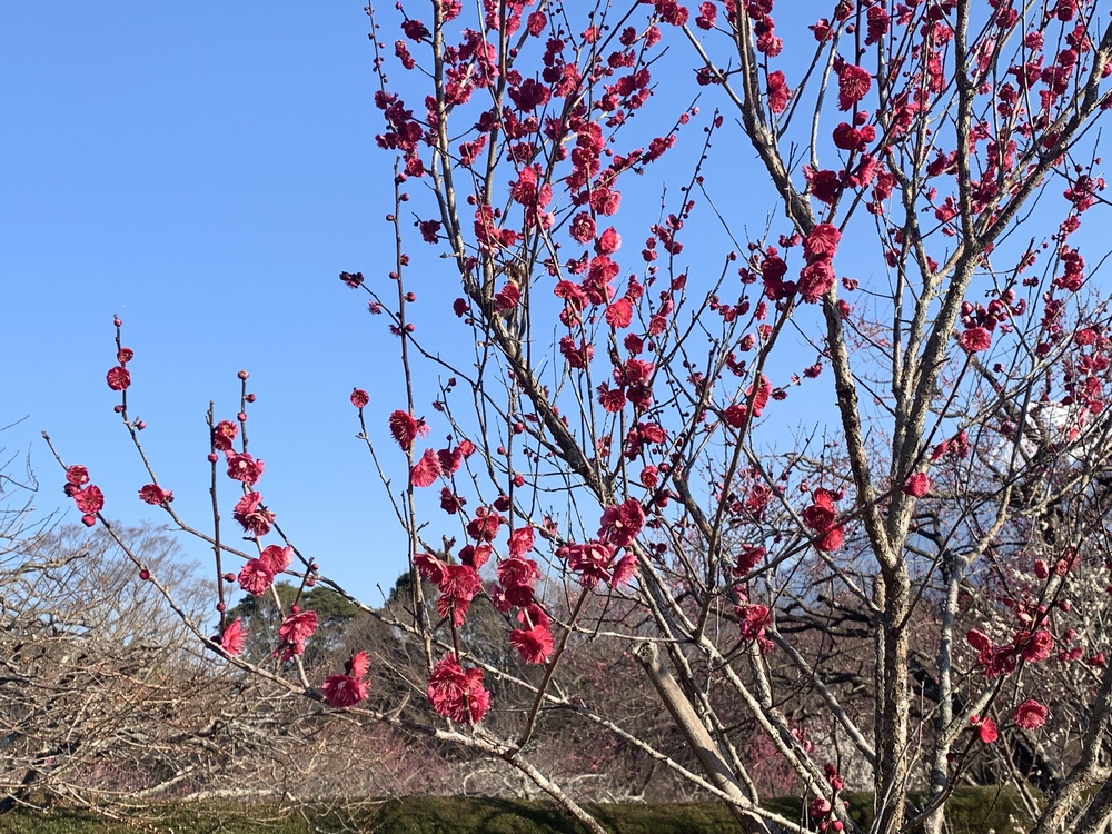 富士駅から岩本山公園まで 梅・桜を求めての往復14㎞コースの写真5