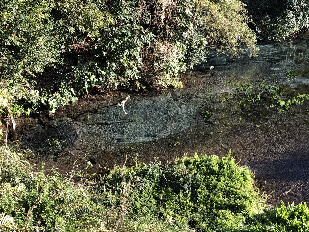 柿田川湧水〜沼津港〜狩野川の写真24