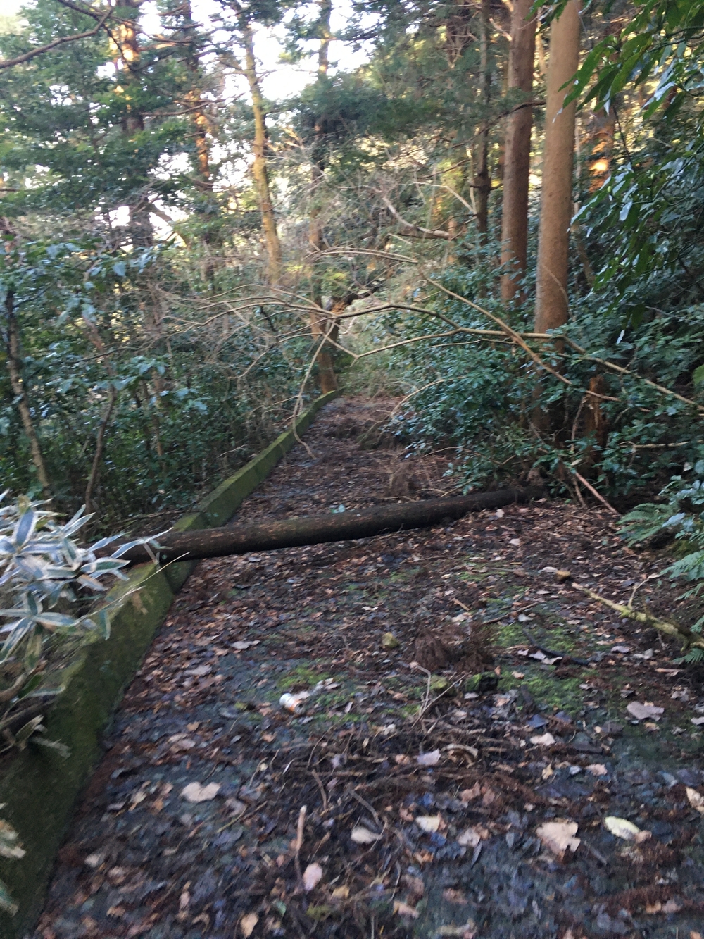 研修ラン　箱根湯本で軽くトレランの写真4