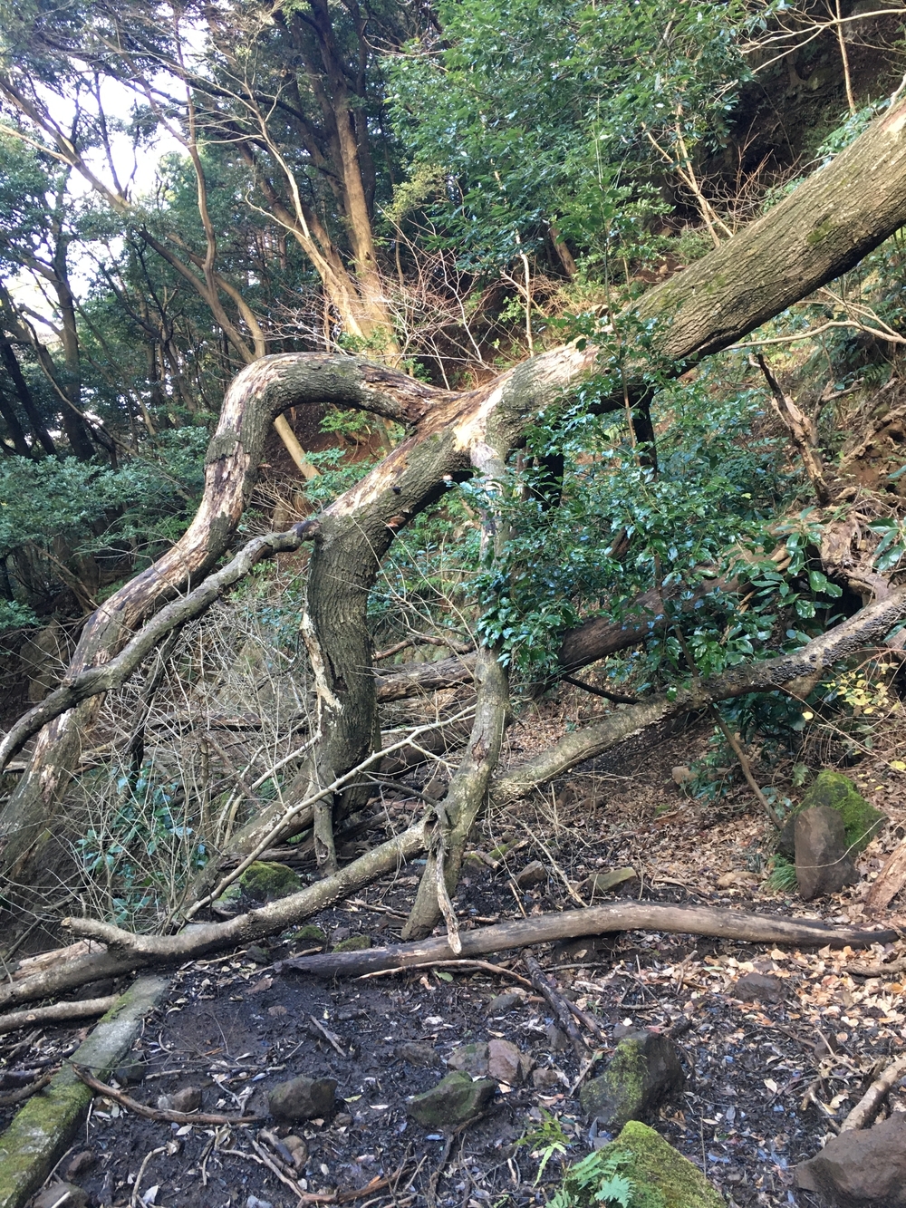 研修ラン　箱根湯本で軽くトレランの写真5