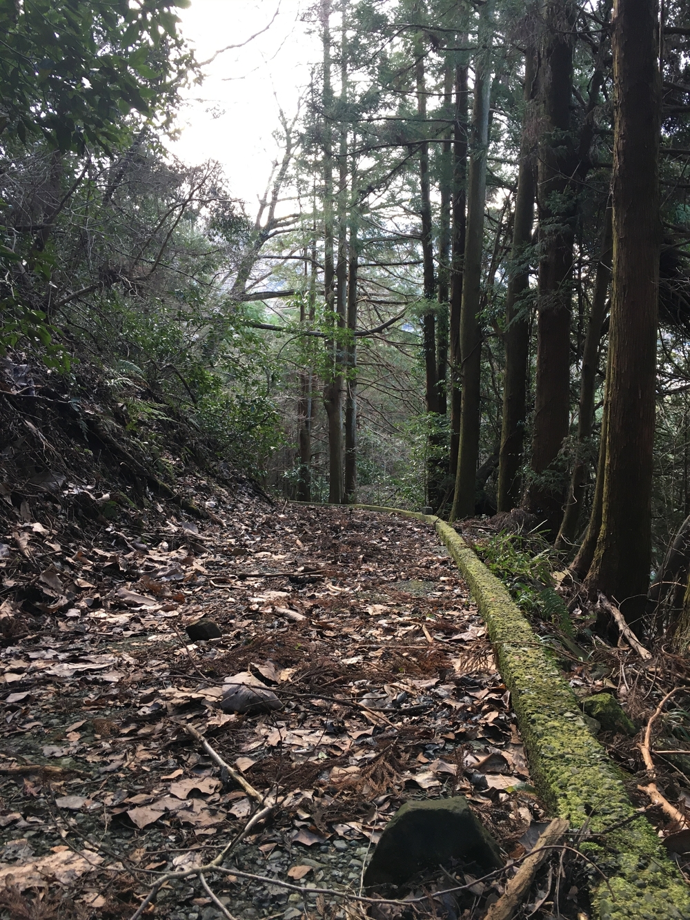 研修ラン　箱根湯本で軽くトレランの写真6