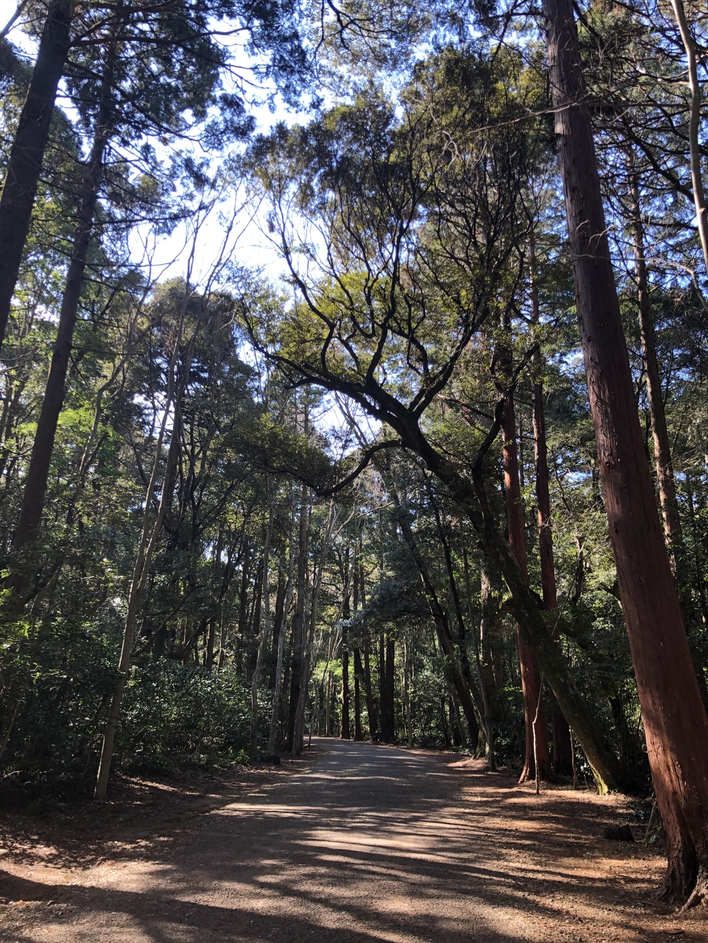 鹿島神宮　お散歩RUNの写真4