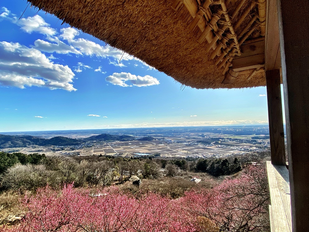 筑波山梅林坂路ランの写真3