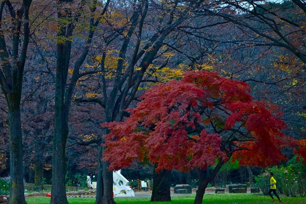 晩秋の彩り豊かな代々木公園の写真3