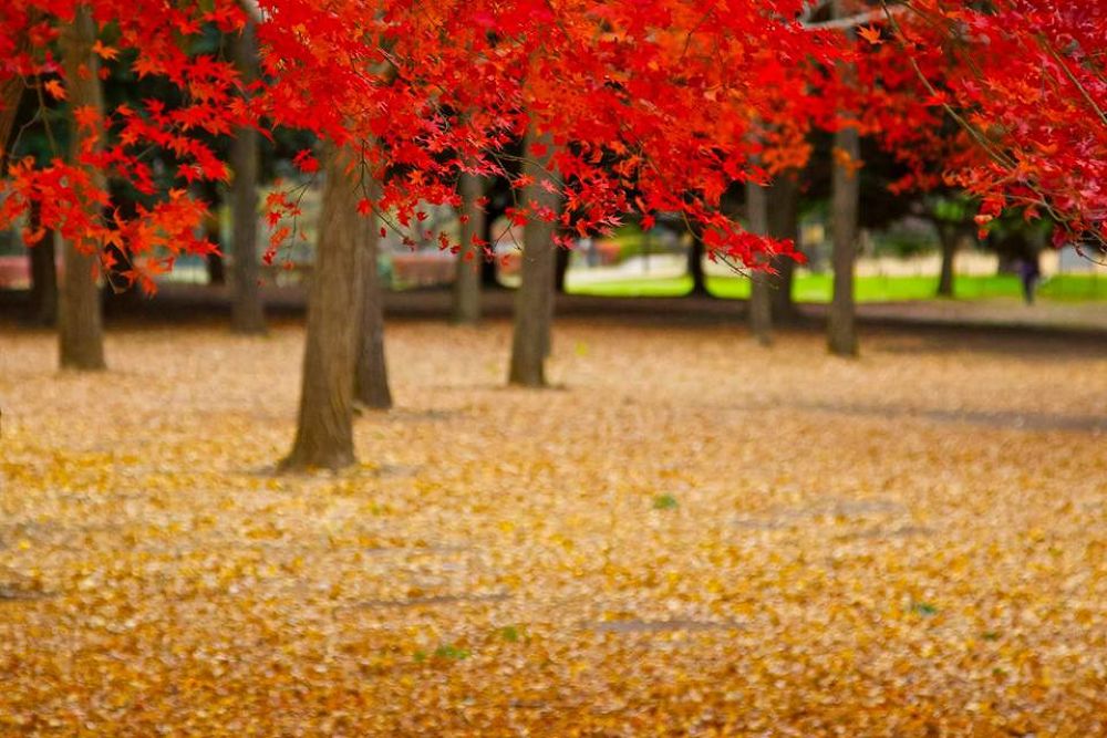 晩秋の彩り豊かな代々木公園の写真6