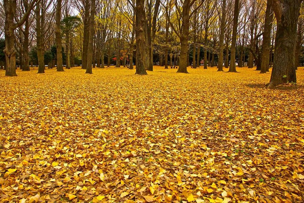 晩秋の彩り豊かな代々木公園の写真7