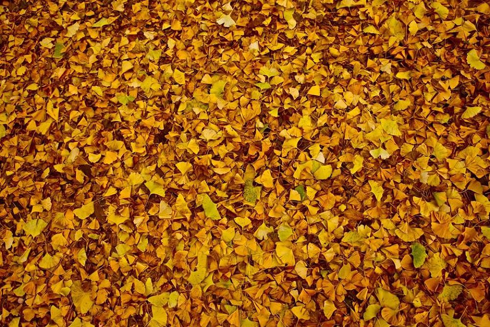 晩秋の彩り豊かな代々木公園の写真8