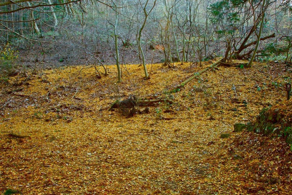 月居山で楽しむ袋田の滝と袋田自然研究路の写真7