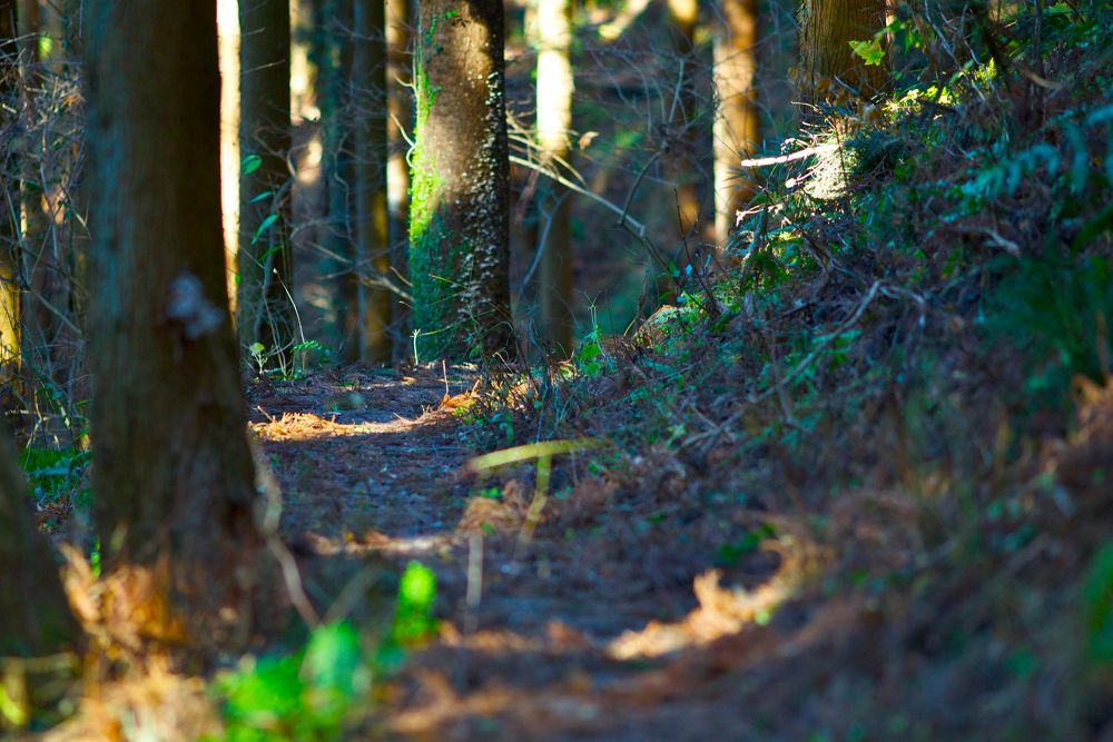 月居山で楽しむ袋田の滝と袋田自然研究路の写真9