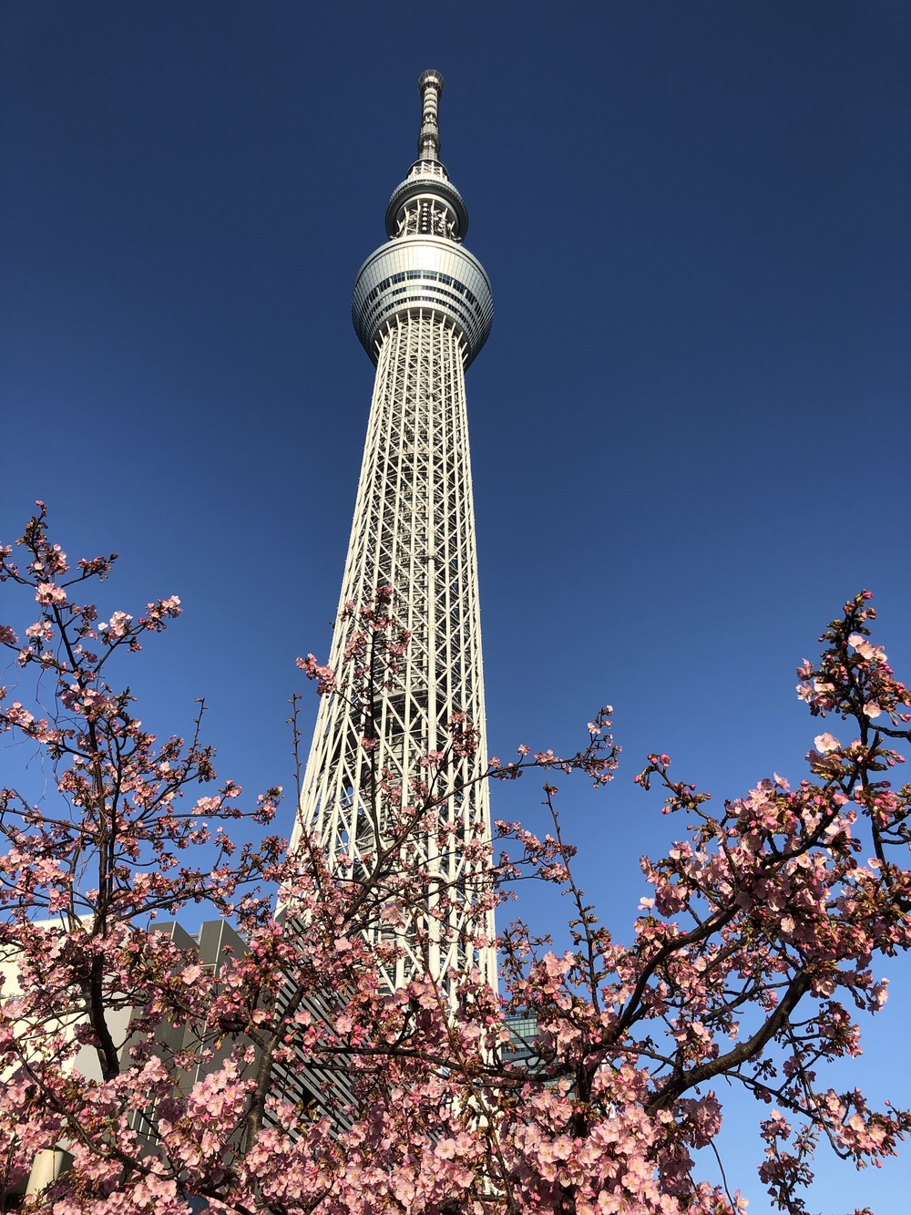 「コロナウィルス撲滅祈願」東京神社仏閣　巡礼ランの写真3