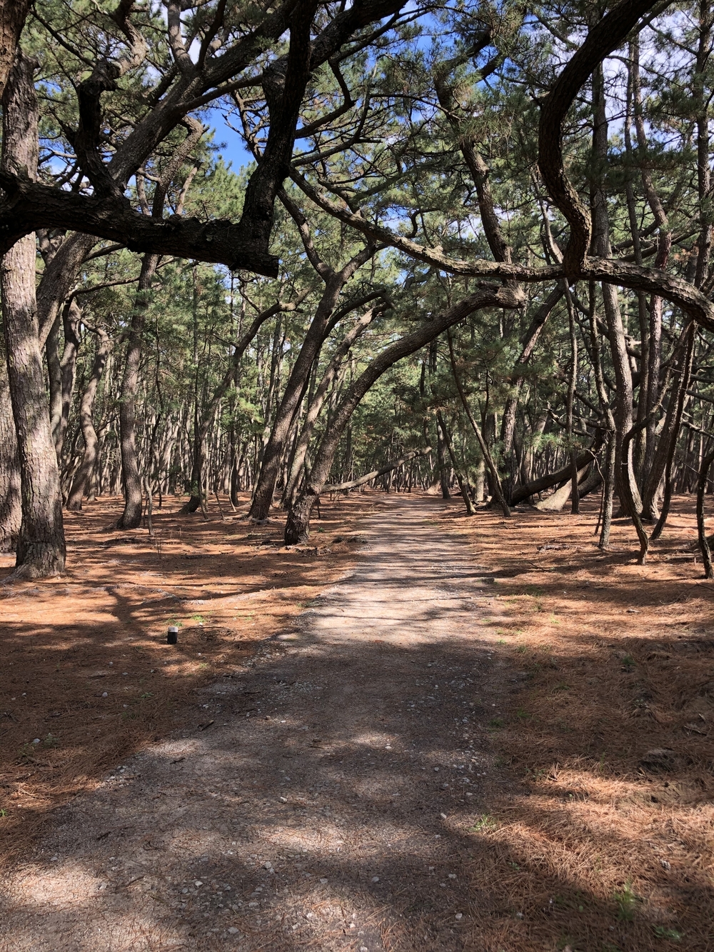 唐津城、虹の松原ランの写真4