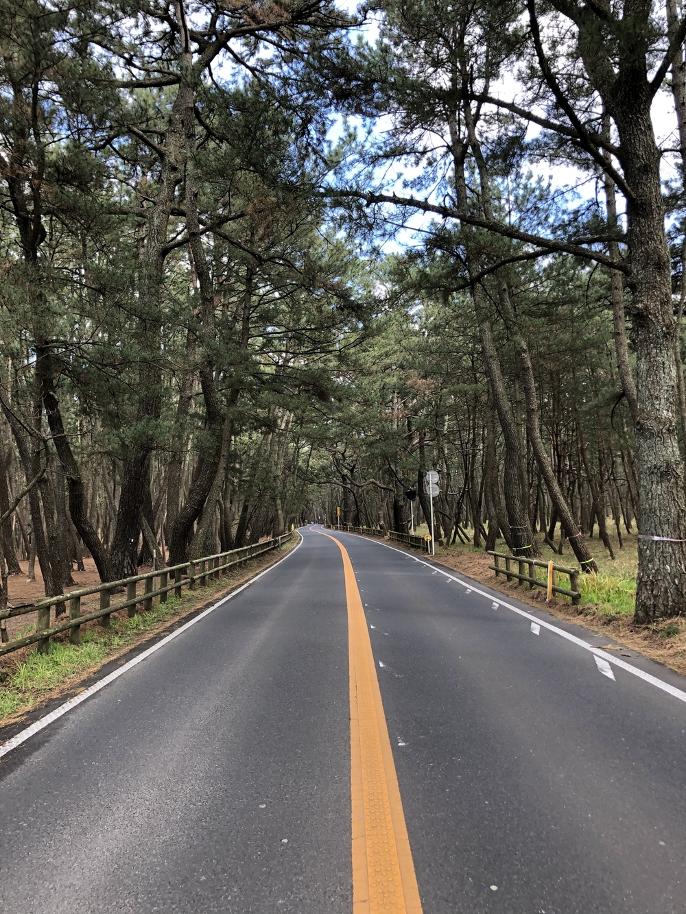 唐津城、虹の松原ランの写真6