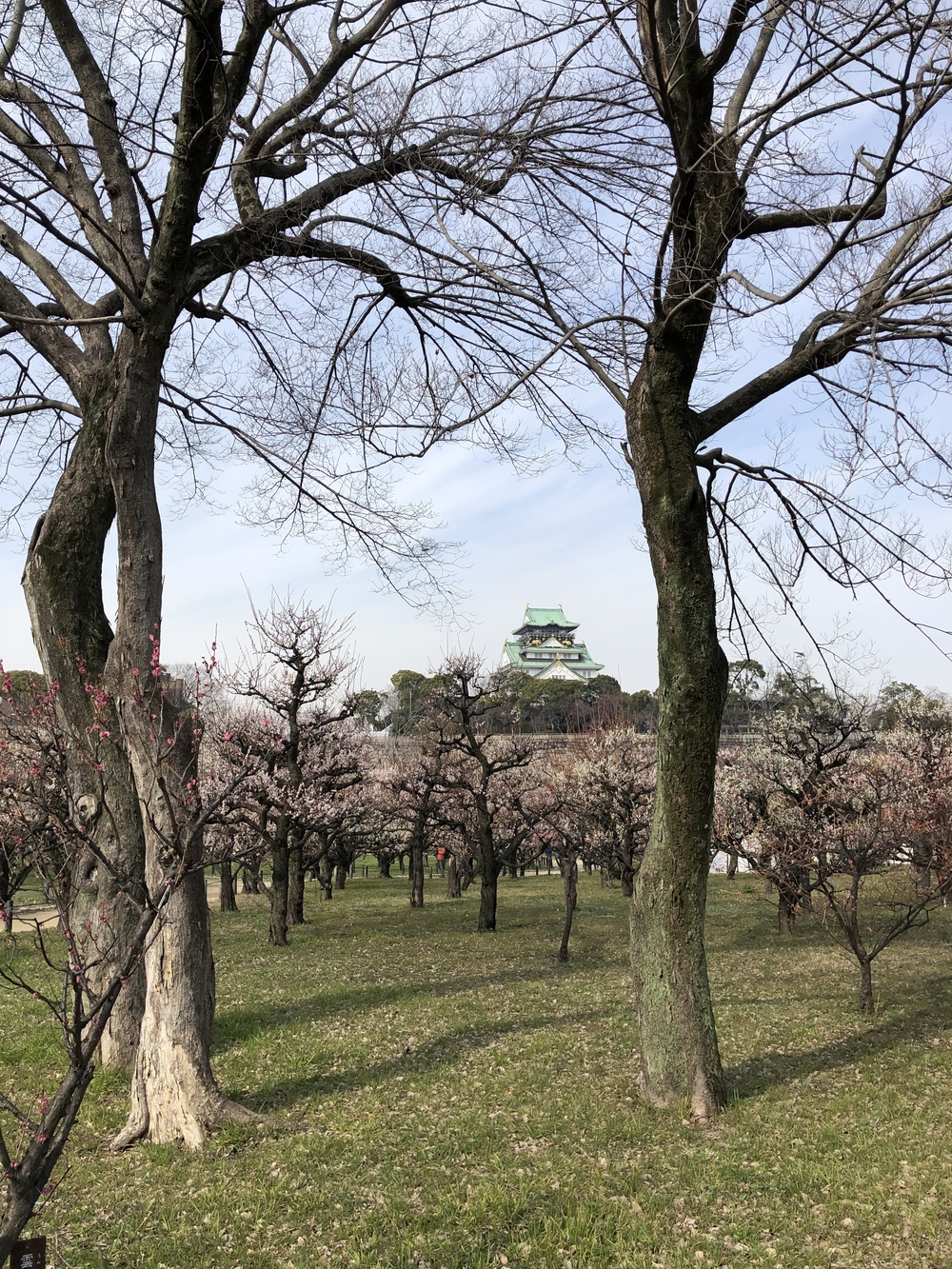 大阪城満喫約10キロランの写真3