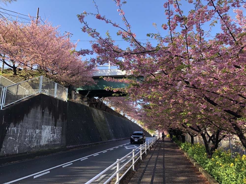 三浦海岸・河津桜・桜まつりの写真3