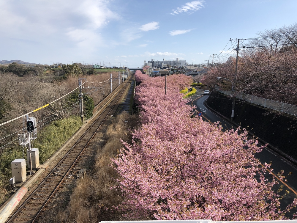 三浦海岸・河津桜・桜まつりの写真4