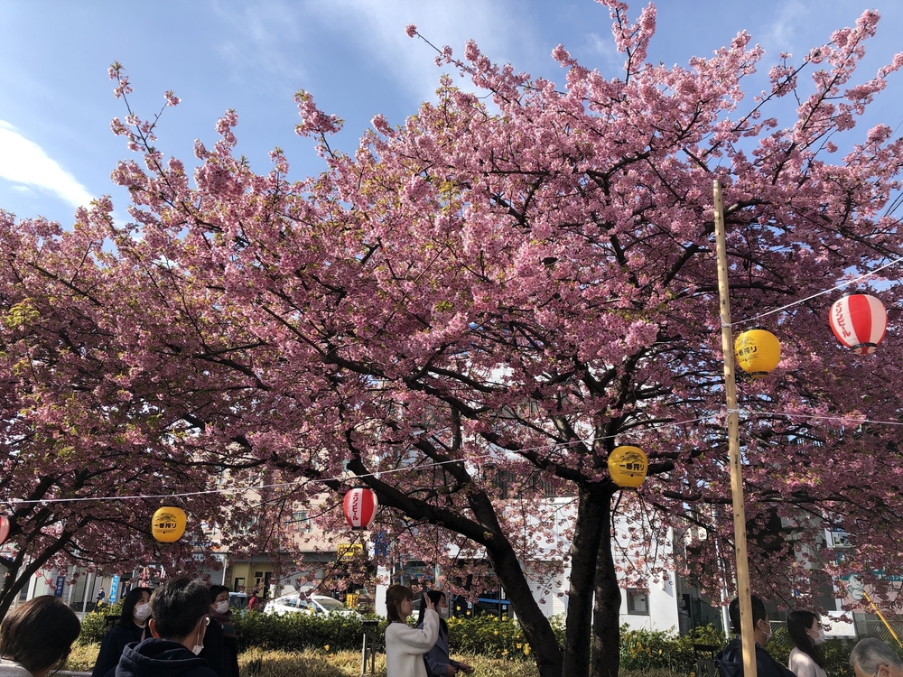 三浦海岸・河津桜・桜まつりの写真5