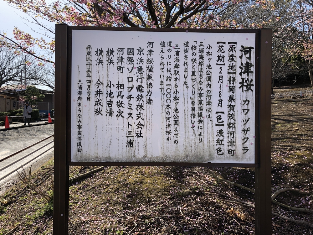 三浦海岸・河津桜・桜まつりの写真7
