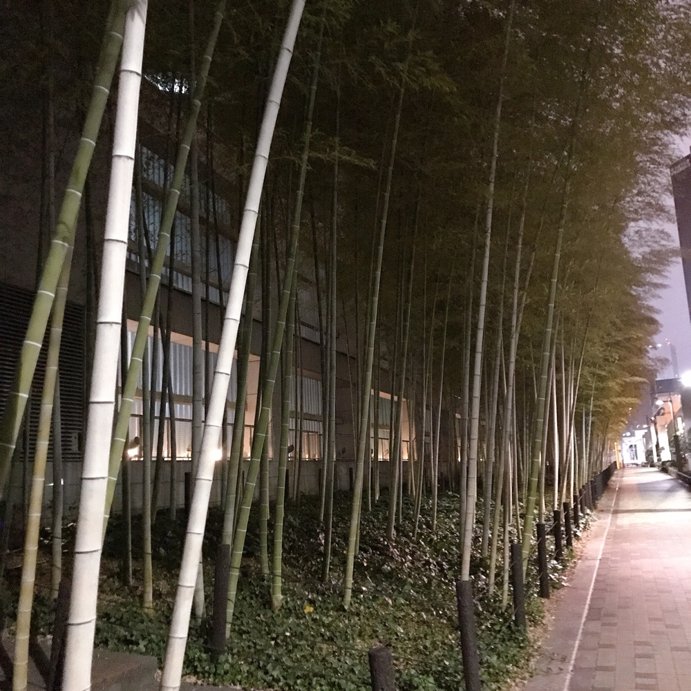 タワーもツリーもどちらも素敵の写真7