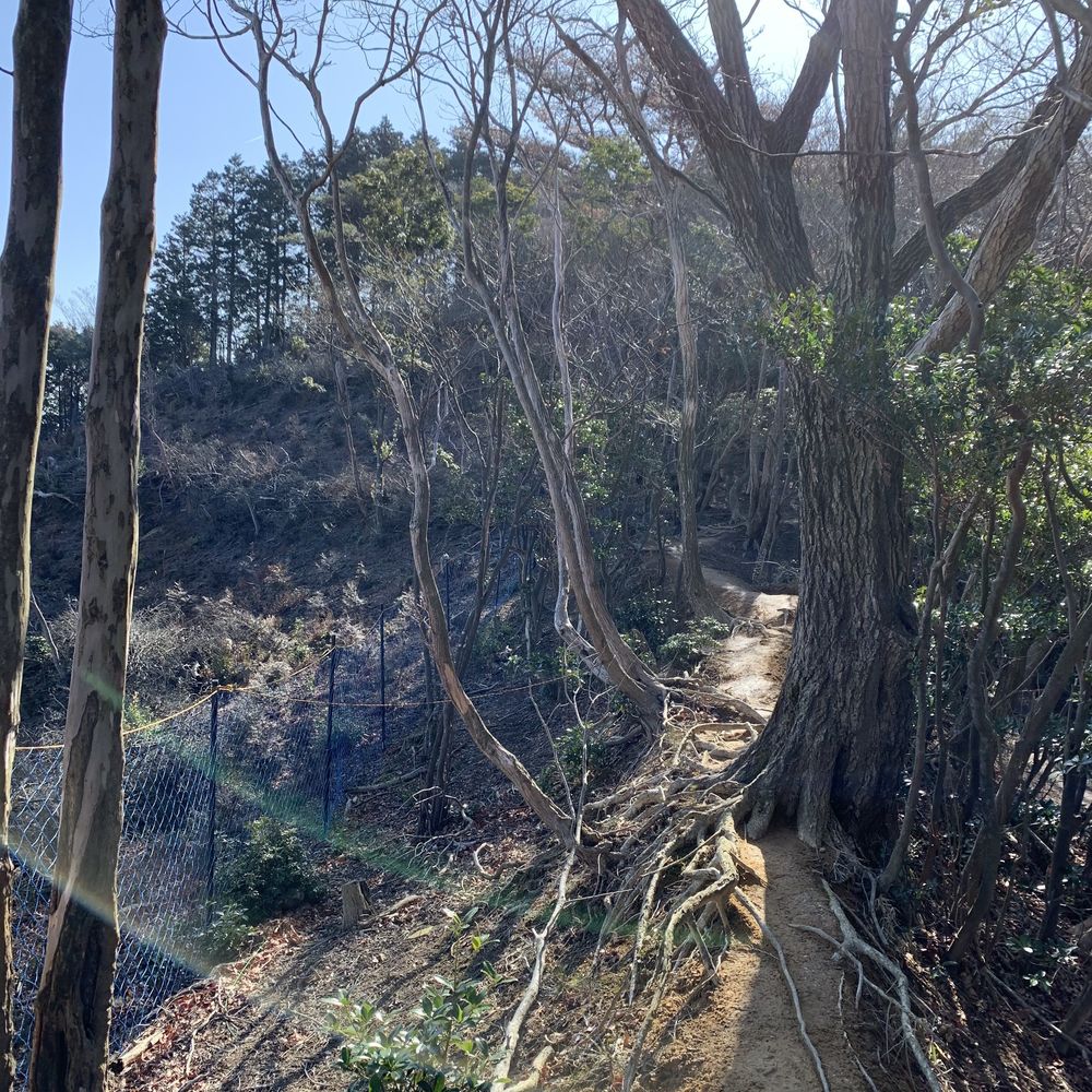 多度山ー養老山縦走トレイルの写真5