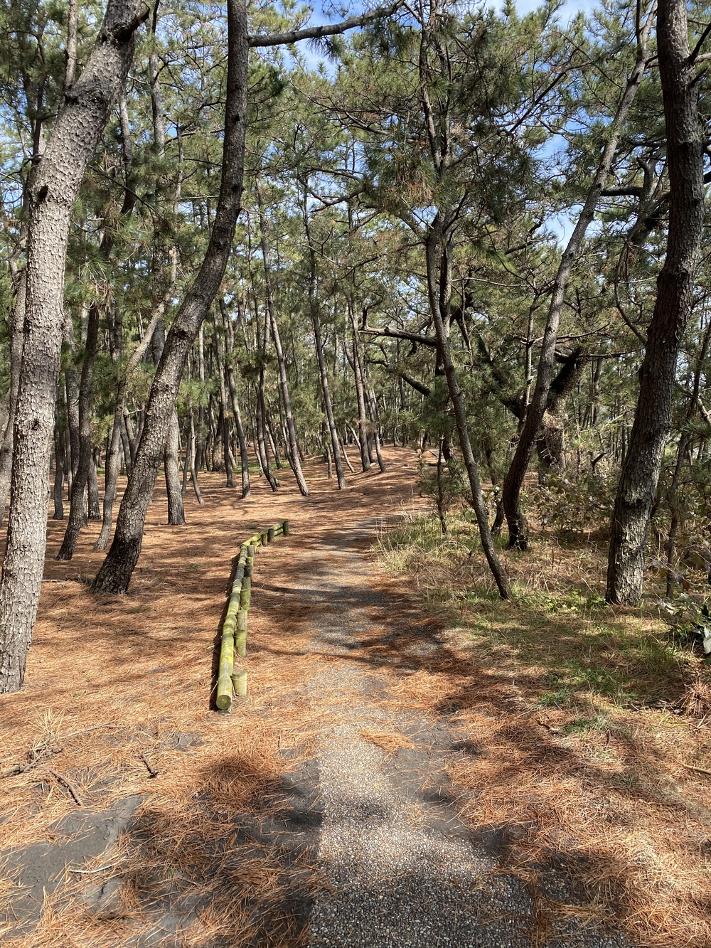 清水駅→三保半島の写真3